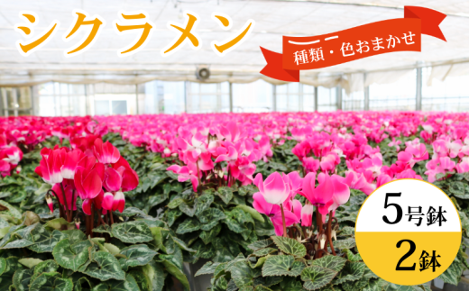 ytqszVN 5 15cm×Q Y ǂI FE C   A Mtg ~̉  蕨 NX}X v[g  p  sN   t