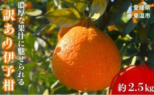 yQsz󂠂ɗ\ 2.5kg sY TCYC { _ ݂ lC ʌ s\ k  ~J Q݂ 񂫂 Y Q Yn t[c ʕ 