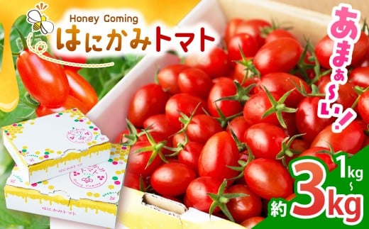 【栃木県真岡市】太陽の恵みをたっぷり浴びた はにかみトマト 約3kg | 野菜 トマト フルーツ トマト ミニトマト 特産品 栃木県 真岡市 人気 お試し リコピン 豊富 1キロ 寄附 ベジタブル 果