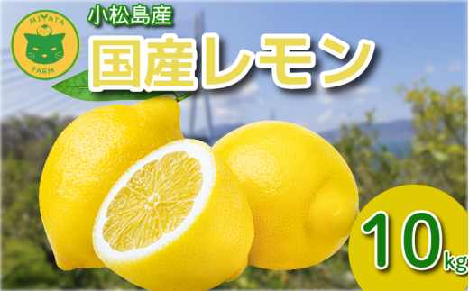 ysz 10kg Gi 2025N10 Y  EG  bNXsgp hܕsgp k ʏ` t[c ʎ  s