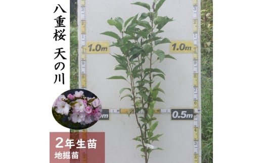 ys{Tsz2Nc TN() V̐)[n@c 2024N]c  LO Ԗ  A kCEEւ̔zs 2025N11{`2026N4{ɏ\