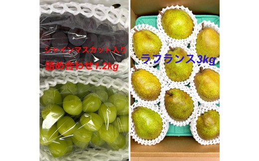 定期便：全2回】フルーツセット（シャインマスカット入詰め合わせ