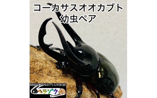 【滋賀県草津市】コーカサスオオカブト 幼虫 ペア
