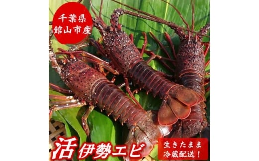 【千葉県館山市】<金曜日発送>漁師直送!千葉県館山産 天然『活』伊勢海老 約1kg(サイズおまかせ)【1602610】