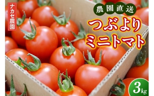 【愛知県東浦町】農園直送 つぶより ミニトマト 3kg入り│トマト プチトマト 甘い 野菜 産地直送 愛知県 東浦町