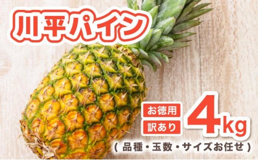 【沖縄県石垣市】【2026年7月以降順次発送】川平パイン お徳用訳あり4kg ( 品種・玉数・サイズお任せ ) KN-6