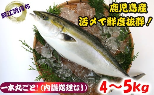 yszB2-8002^y\̔ 12{ȍ~zY Ԃ ܂邲1 4kgȏ (Ȃj