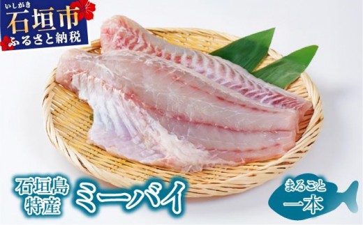 【沖縄県石垣市】石垣島特産ミーバイ(ヤイトハタ)丸ごと1本 KS-13