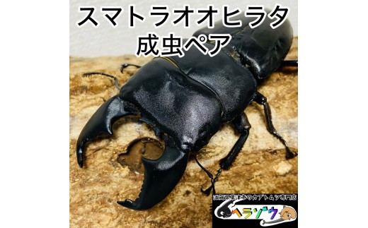 yꌧÎszX}gIIq^ 90mmUP  yA