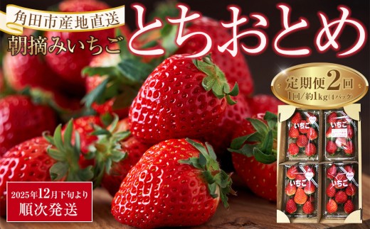 【宮城県角田市】【定期便2回】【角田市産地直送】朝摘みいちご「とちおとめ」合計約1kg(250g×4パック)