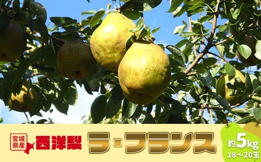 y{錧Ύszm EtX 5kg 18`20 m  ʕ  t[c H fU[g L ^g R|[g Mtg 蕨  ӂ邳Ɣ[ {錧  Ύs