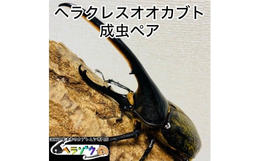 【滋賀県草津市】ヘラクレスオオカブト 130mmUP 成虫 ペア