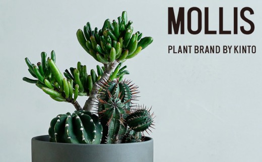 観葉植物 】 MOLLIS 寄せ植え ( 宇宙の木 大豪丸 紅ホリダ ) KINTO