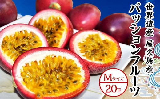 食べごろ パッションフルーツ 20キロ 限定出品‼️ 2026年発送先行受付】絶品パッションフルーツM玉(20玉)“屋久島の恵み