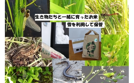 yVsz[5762-1299]yuhz5kg 3A͂y_򉻊w엿͔|ԒsgpEԌnۑSEĐ\GlM[EGRt@[}[EYHǗzYRVqJ