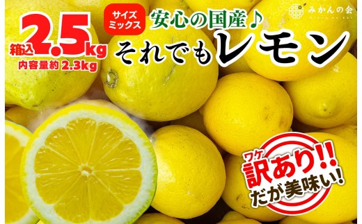 ya̎RLc쒬z󂠂  Bi  2.5kg(eʖ2.3kg) a̎RLcYiTCY~bNXjỷ݂z