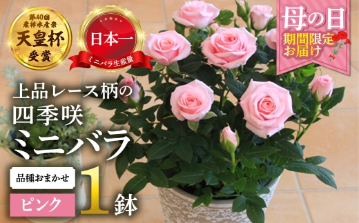 y򕌌{szy̓z~jo sN A [X Yn i킨܂ ̂ 󂠂 [57`10 ͂] lG炫  K[fjO Y { Vct  z