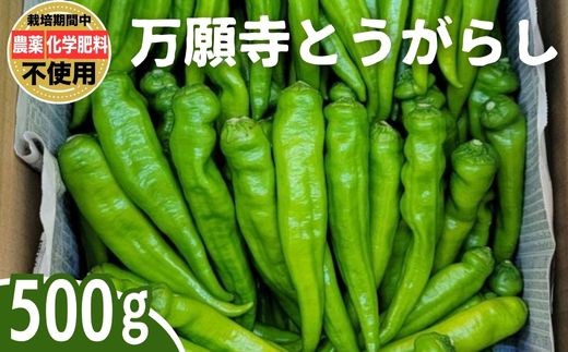 yL|sz莛Ƃ炵 500gb Ƃ炵 hq Ƃ炵 ÂƂ ͔|Ԕ_sgp w엿sgp ܕsgp L@엿gp |Y Obh\CO[v