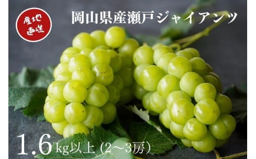 yRRszI ˃WCAc 2`3[ v1.6kgȏ Yn ̂ Ԃǂ  Kawahara Green Farm RY 2026N