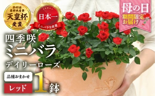 y򕌌{szy̓z~jo bh  A fC[[Y Yn i킨܂ ̂ 󂠂 [57`10 ͂] lG炫  K[fjO Y { Vct  