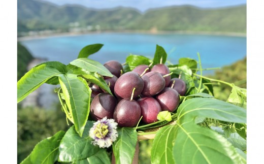 y˓zy2026NzsciYñpbVt[ct哇˓Y@12^1kg^󏭂ȓ썑t[c^_IWiϔ