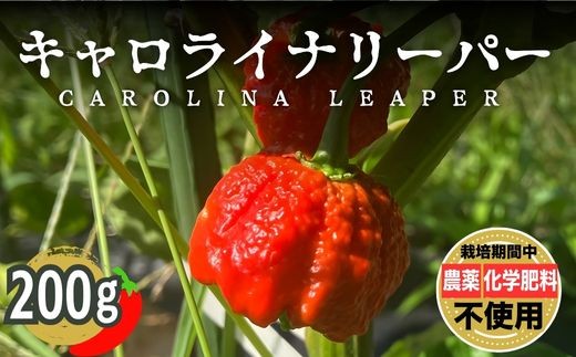 yL|szLCi[p[ 200gb Ƃ炵 hq Ƃ炵 h h h ͔|Ԕ_sgp w엿sgp ܕsgp L@엿gp |Y Obh\CO[