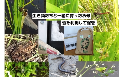 yVsz[5762-1298]yuhz10kgyL@͔|EԌnۑSEĐ\GlM[EGRt@[}[EYHǗzYRVqJ