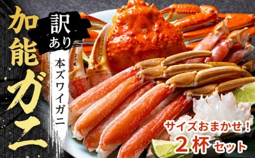 yΐ쌧szy󂠂z` ITCY܂ {C \Kj 2tZbg   YCKj 킢 YCI I Jj ① lC  Ԍ ΐ  S  S