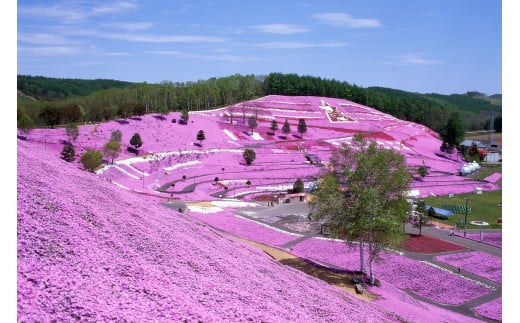 ykC󒬁zykC󒬁zsN[|60,000~ y ӂ邳Ɣ[ lC  LO s  N[| h q ό    kC  