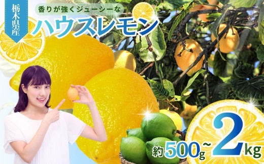 yȖ،^sz^sY nEX  Iׂ kgb2kg 1kg 500g  O[ _   CG[ x  ʏ` m[bNX h hJr sgp 炲 Y ^s Ȗ،