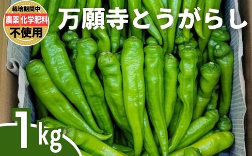 yL|sz莛Ƃ炵 1kgb Ƃ炵 hq Ƃ炵 ÂƂ ͔|Ԕ_sgp w엿sgp ܕsgp L@엿gp |Y Obh\CO[v