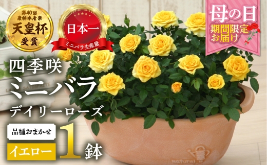 母の日】 ミニバラ イエロー 鉢植え デイリーローズ 産地直送 品種