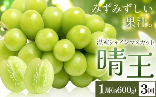 yRszy2026Ns\zVC}XJbg   1[(600g) 3񂨓͂ VC }XJbgs2026N7{-9{oׁtTʁ@(RsX(xmH