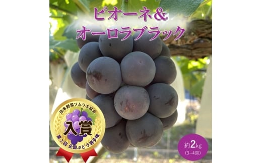 yRsz[5615-0797]2026N t Ԃǂ sI[lI[ubN Zbg 3`4[ 2kg RsY ߂ÂԂǂ ϔ  uhE