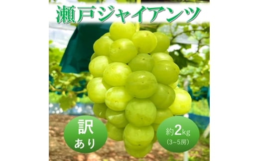 yRsz[5615-0798]2026N t Ԃǂ ˃WCAc 3`5[ 2kg RsY ߂ÂԂǂ ϔ  uhE 󂠂