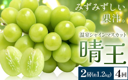 yRszy2026Ns\zVC}XJbg   2[(v1.2kg) 4񂨓͂ VC }XJbgs2026N7{-10{oׁtTʁ@(RsX(x