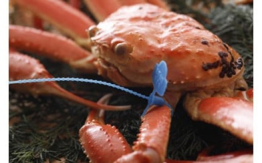 yɌLszy󂠂z^O 䥂ŏtKj700gO