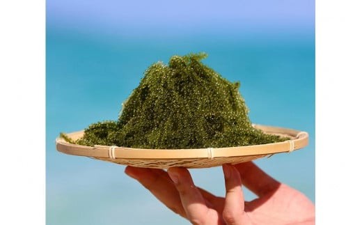 yꌧ{Ószy2026Nz{Ó̂CԂǂi5pbNjbVN v`v`H yYiFL003j