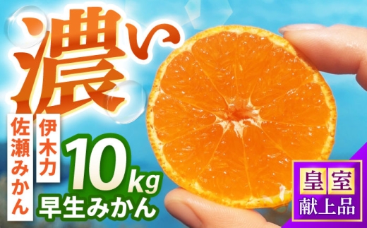 早生みかん 10kg / みかん ミカン 佐瀬みかん 伊木力みかん 濃い 温州