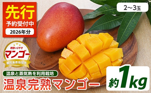 2026年 発送】温泉完熟マンゴー約1kg(トロピカルファームいぶすき
