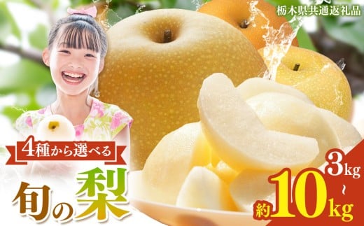 yȖ،^szȖ،Y  Iׂ K L H ɂy2026Ns\z| 3kg 5kg 10kg  ق Â Ȃ iV n ʕ t[c v[g J   