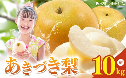 yȖ،^szȖ،Y  Â 10kg y2026Ns\z| H Ȃ iV n ʕ t[c v[g J    W[V[   Ȗ،Y Ȗ، ^