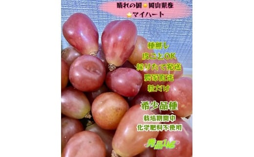 yRRszԂǂ 2026N  }Cn[g Gi  1kg R Y ʕ t[c 2026N8{甭