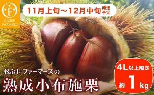 y쌧z{znz{I 4Lȏ 1kg mԂt@[}[Yn ʕ t[c I  쌧Y MBY ߘa7NY y2025N11{`12{z