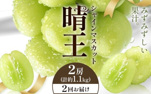 yRszy2026Ns\zVC}XJbg  2񂨓͂ 2[(v1.1kg) VC }XJbgs2026N9{-10{oח\t T(RsX(xm