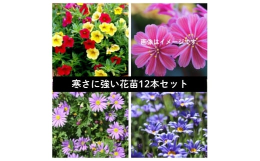 yRsztԕcZbg4@12|bgy1625243z