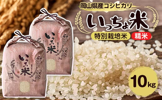 yRszRVqJ@(5kg×2)y1536084z