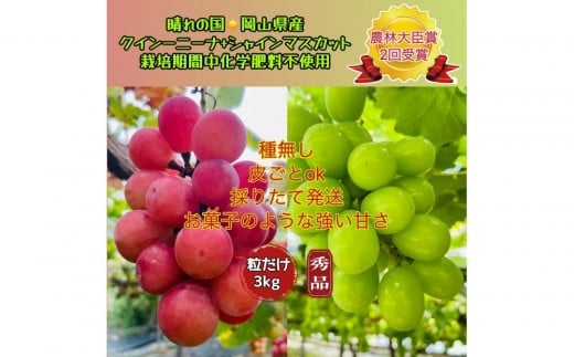 yRRszԂǂ 2026N  NC[j[i VC}XJbg Gi  3kg _ёb܎ R Y ʕ t[c VC }XJbg2026N8{甭