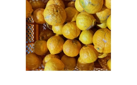 yQlsz󂠂聄sm(ʂ)10kgC21-51y1677015z