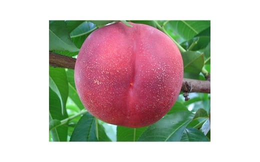 yRRsz2026Ns@XC[glN^@2kg(6`12)y1676551z